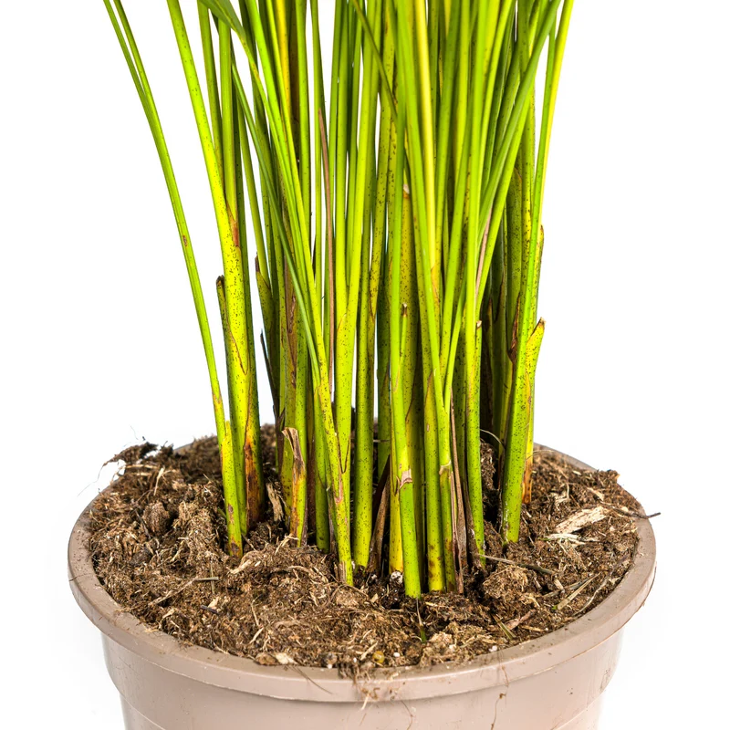 Dypsis Areca Lutescens mit Korb Ø21cm - ↕100 - 120cm
