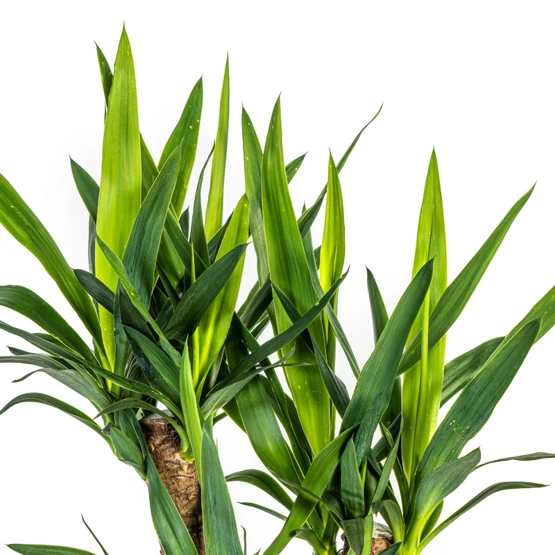 Verzweigte Palmlilie mit Korb (Yucca Elephantipes)