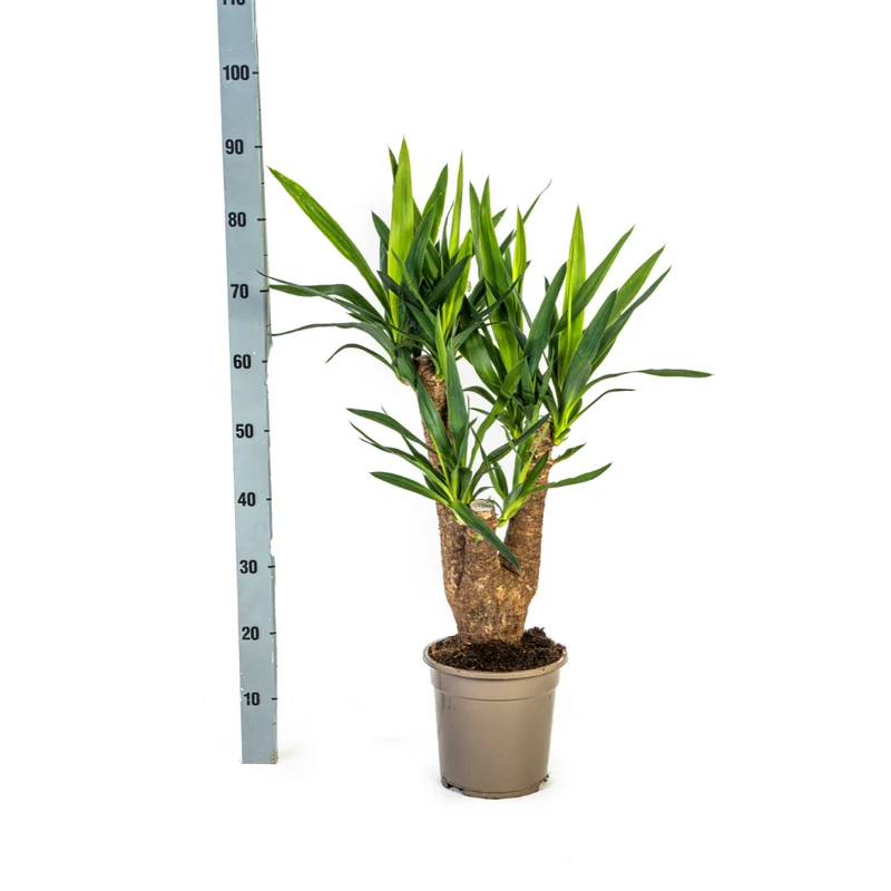Verzweigte Palmlilie mit Korb (Yucca Elephantipes)