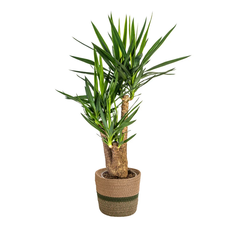 Verzweigte Palmlilie mit Korb (Yucca Elephantipes)
