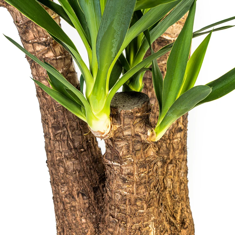Verzweigte Palmlilie mit Korb (Yucca Elephantipes)
