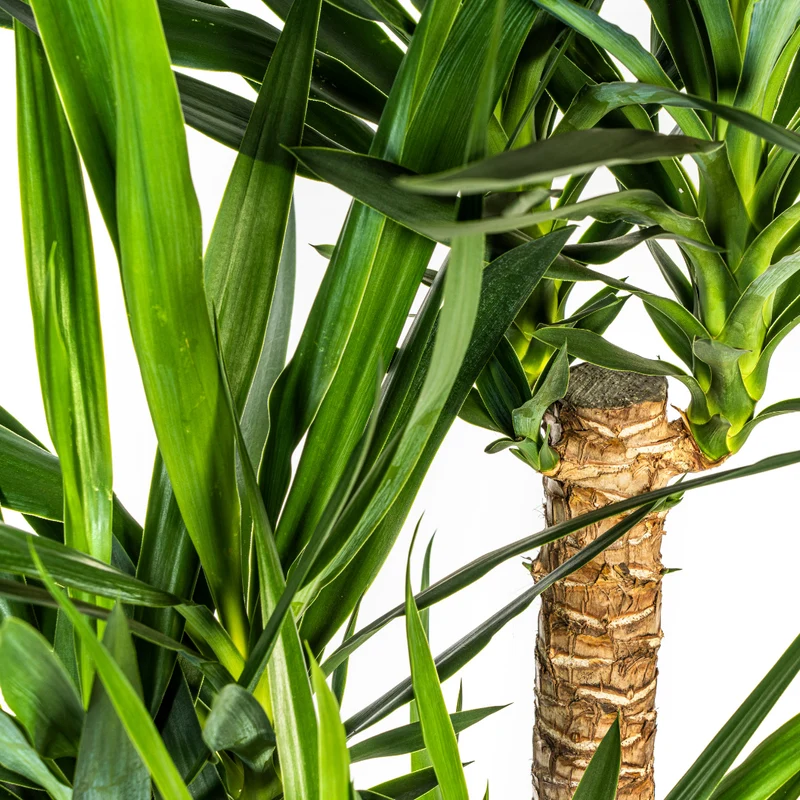 Verzweigte Palmlilie mit Korb (Yucca Elephantipes)