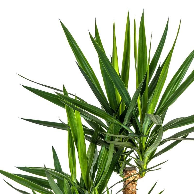 Verzweigte Palmlilie mit Korb (Yucca Elephantipes)