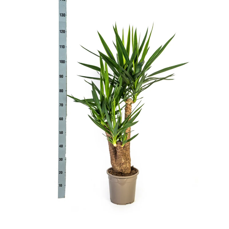 Verzweigte Palmlilie mit Korb (Yucca Elephantipes)
