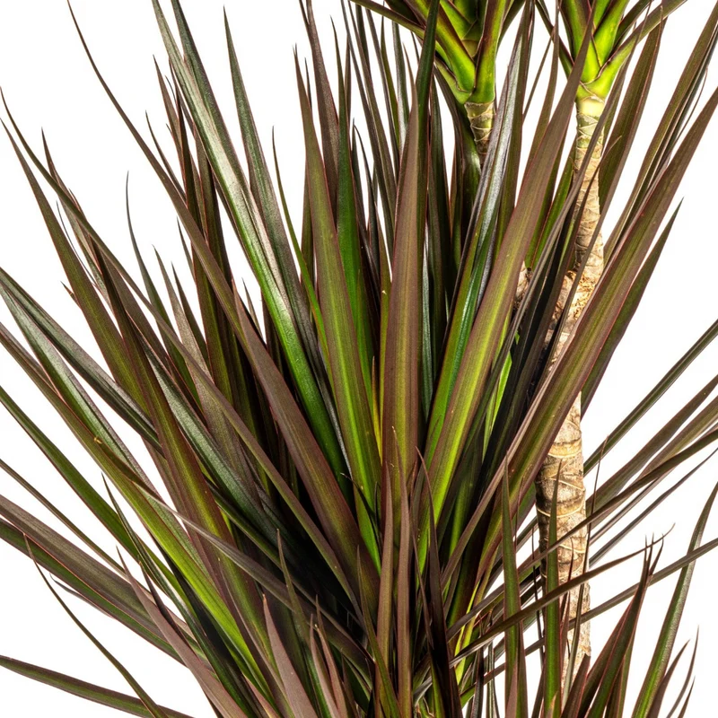 Magenta Drachenbaum mit Korb (Dracaena Marginata Magenta)