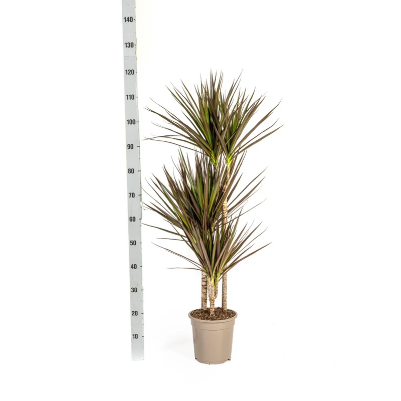 Magenta Drachenbaum mit Korb (Dracaena Marginata Magenta)