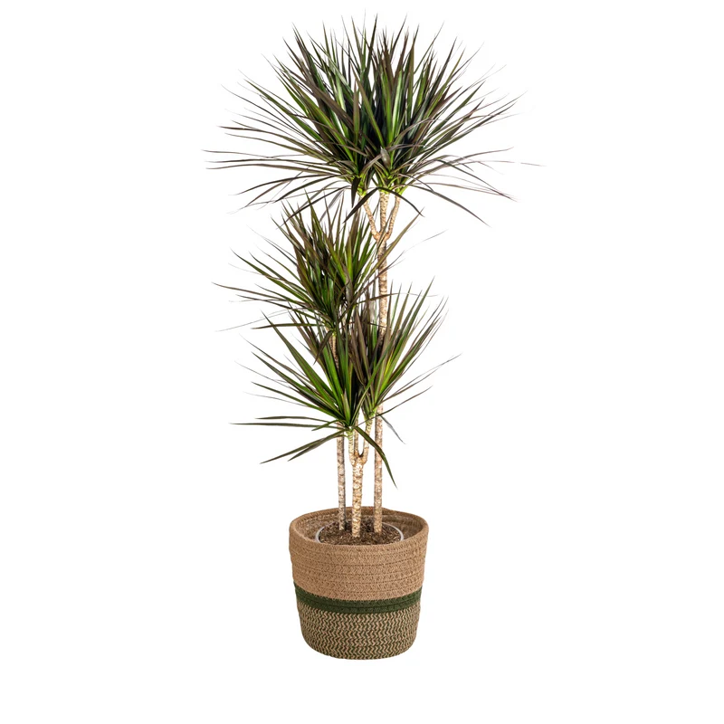 Magenta Drachenbaum mit Korb (Dracaena Marginata Magenta)