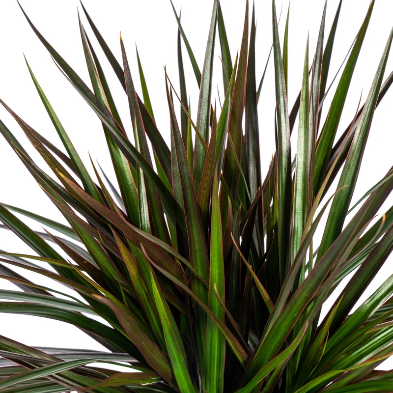 Magenta Drachenbaum mit Korb (Dracaena Marginata Magenta)