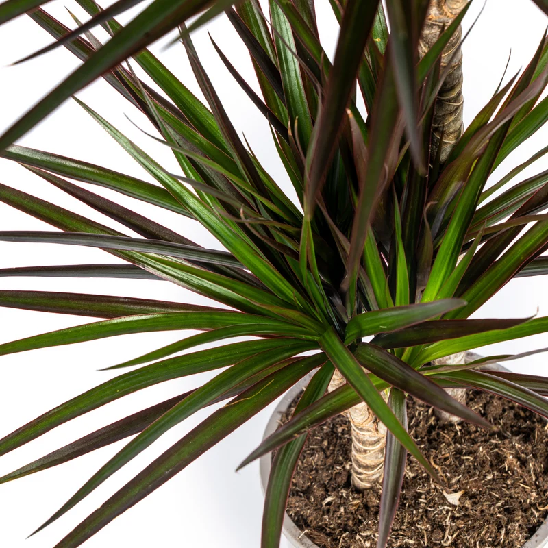 Magenta Drachenbaum mit Korb (Dracaena Marginata Magenta)