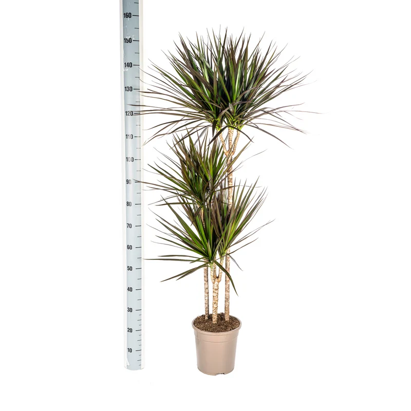 Magenta Drachenbaum mit Korb (Dracaena Marginata Magenta)