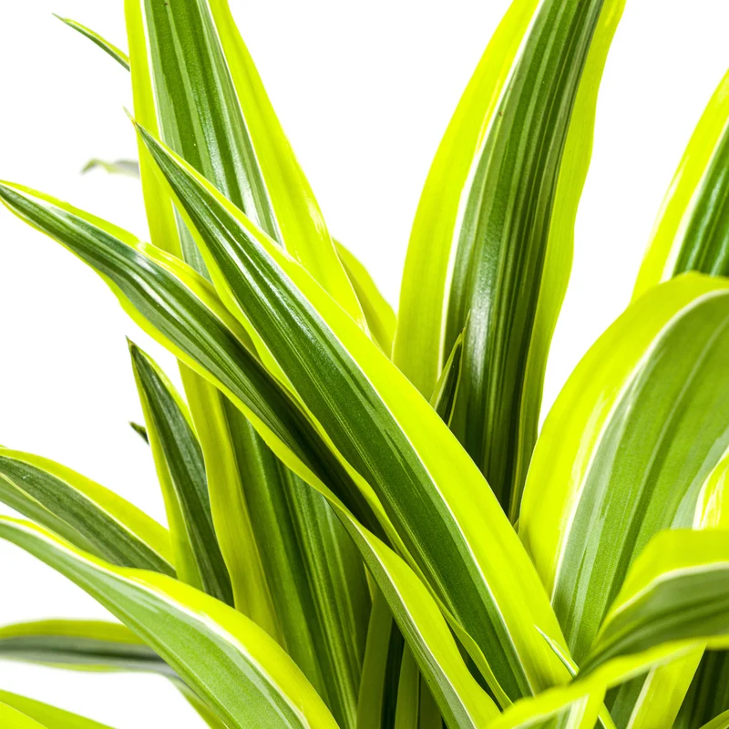 Zitronen-Limetten Drachenbaum mit Korb (Dracaena Deremensis Lemon Lime)