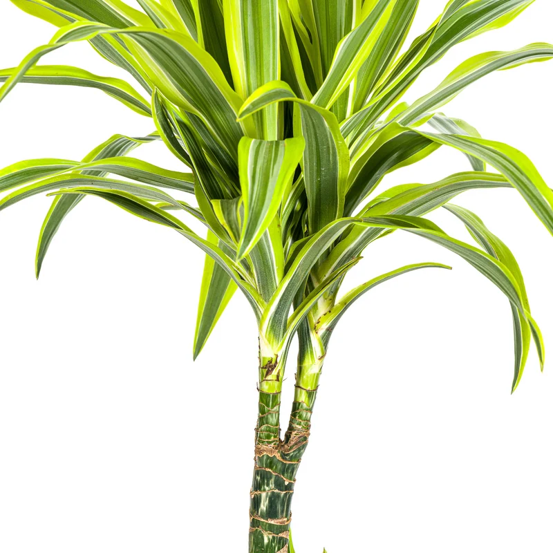 Zitronen-Limetten Drachenbaum mit Korb (Dracaena Deremensis Lemon Lime)