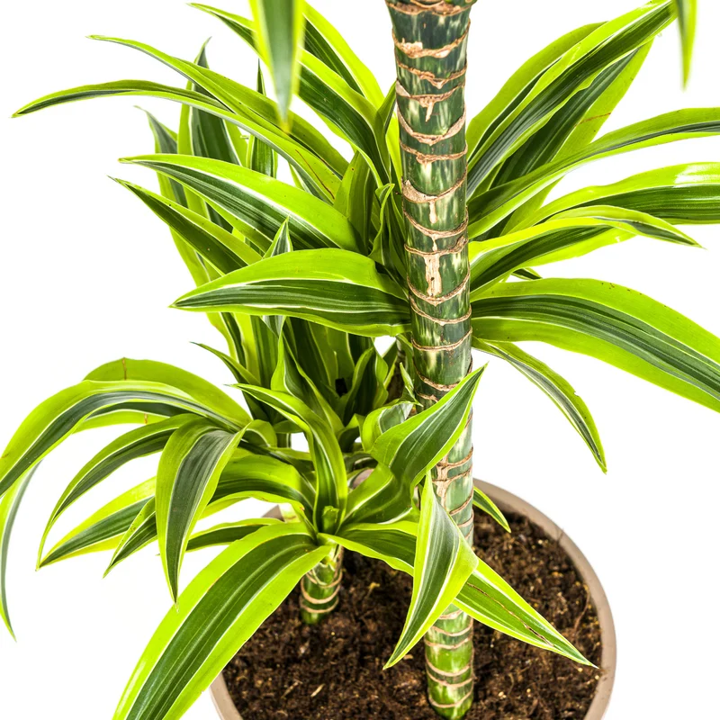 Zitronen-Limetten Drachenbaum mit Korb (Dracaena Deremensis Lemon Lime)