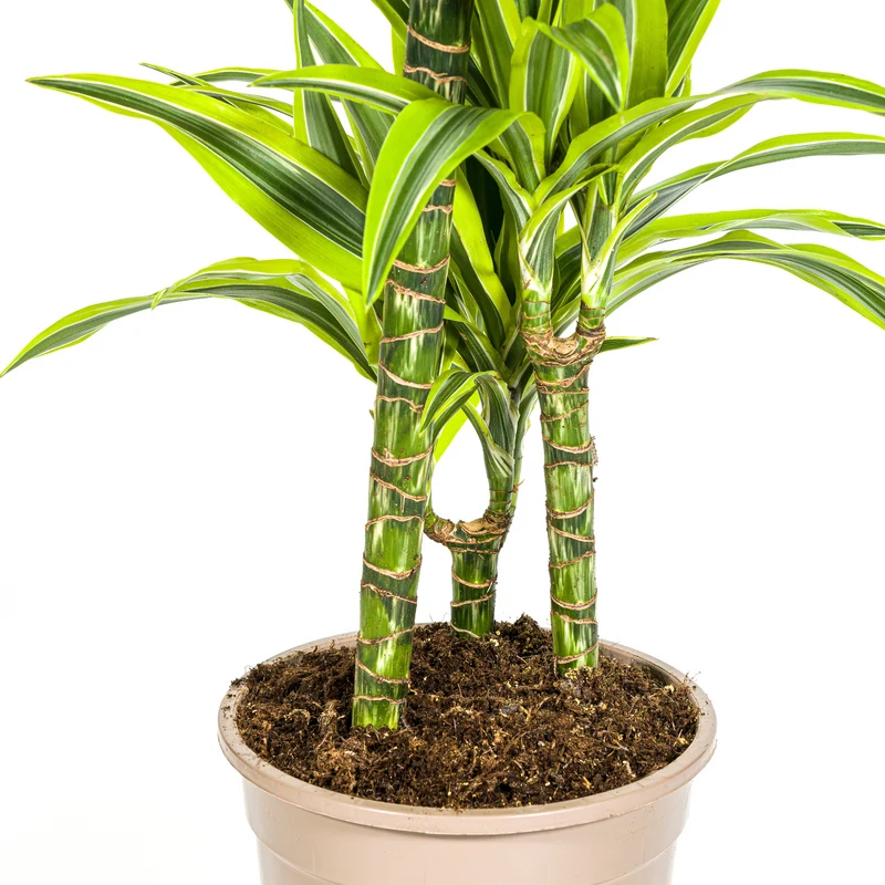 Zitronen-Limetten Drachenbaum mit Korb (Dracaena Deremensis Lemon Lime)