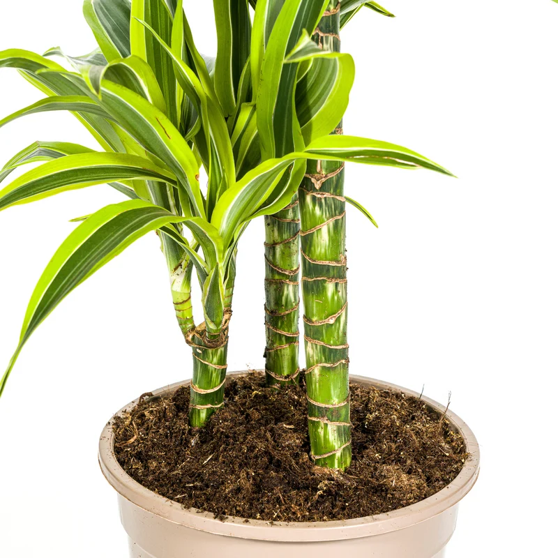 Zitronen-Limetten Drachenbaum mit Korb (Dracaena Deremensis Lemon Lime)