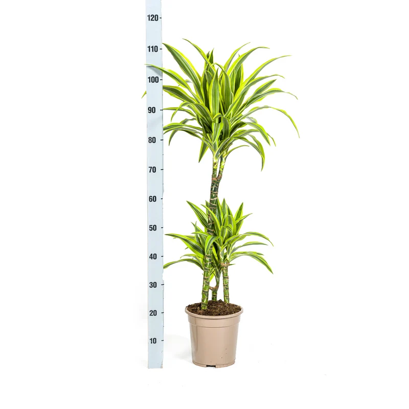 Zitronen-Limetten Drachenbaum mit Korb (Dracaena Deremensis Lemon Lime)