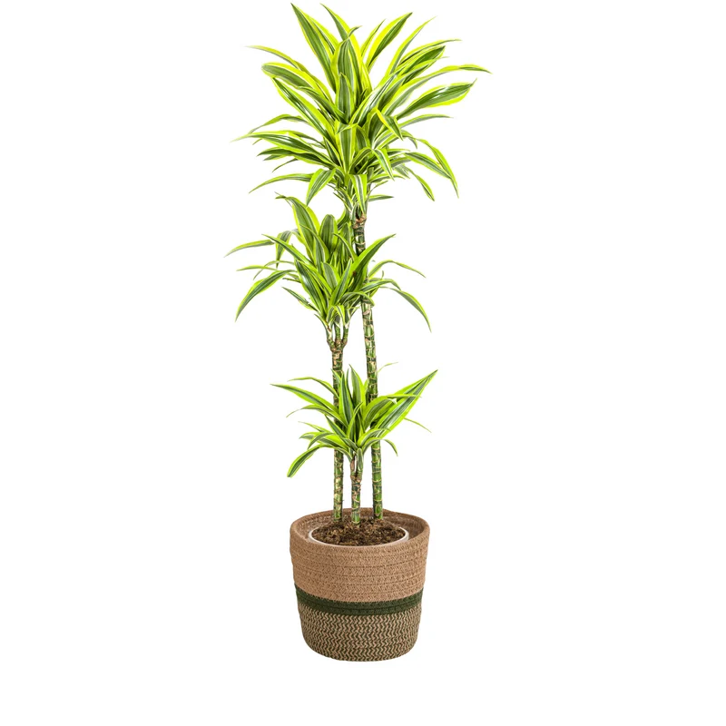 Zitronen-Limetten Drachenbaum mit Korb (Dracaena Deremensis Lemon Lime)
