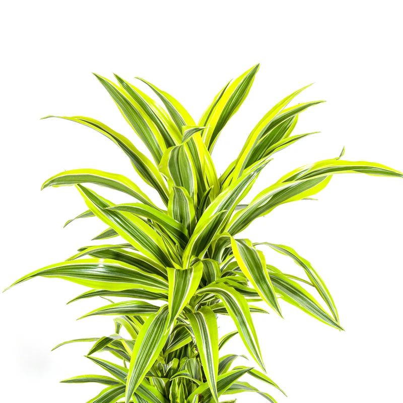 Zitronen-Limetten Drachenbaum mit Korb (Dracaena Deremensis Lemon Lime)