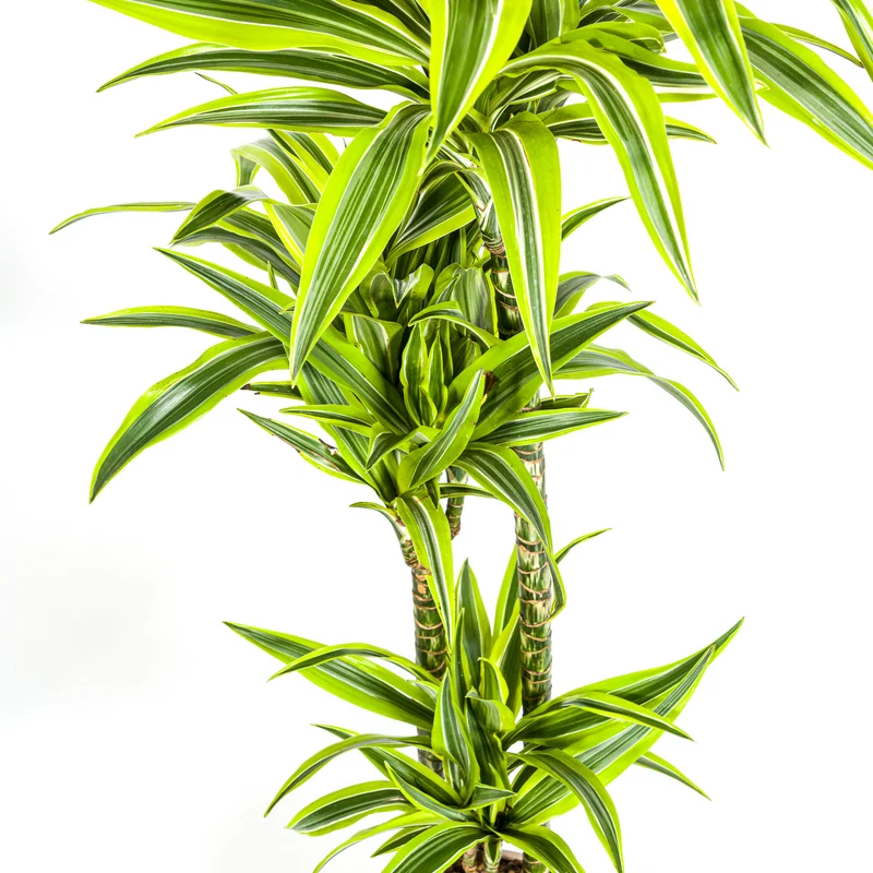 Zitronen-Limetten Drachenbaum mit Korb (Dracaena Deremensis Lemon Lime)