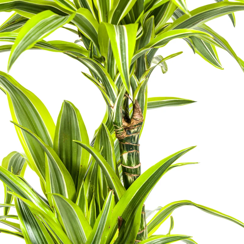 Zitronen-Limetten Drachenbaum mit Korb (Dracaena Deremensis Lemon Lime)