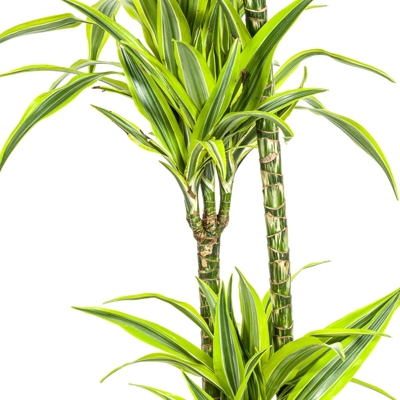 Zitronen-Limetten Drachenbaum mit Korb (Dracaena Deremensis Lemon Lime)