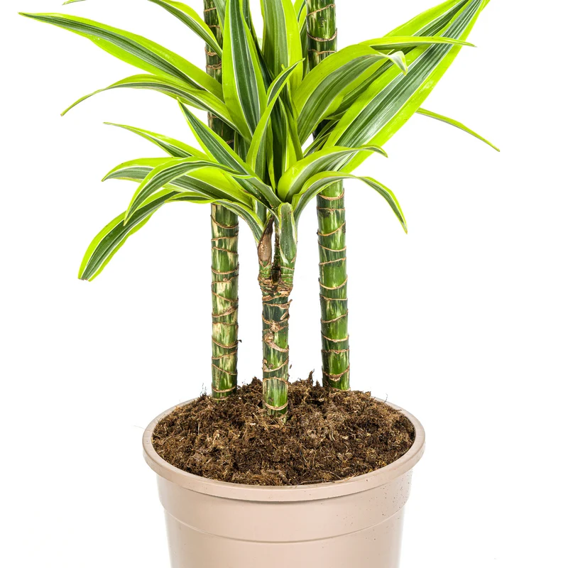 Zitronen-Limetten Drachenbaum mit Korb (Dracaena Deremensis Lemon Lime)
