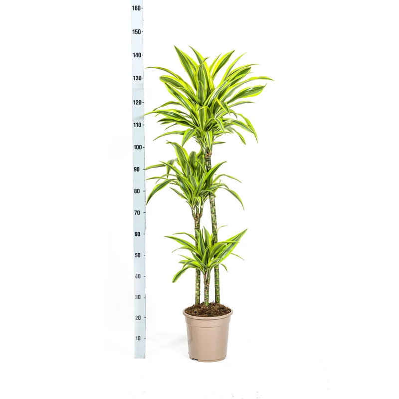 Zitronen-Limetten Drachenbaum mit Korb (Dracaena Deremensis Lemon Lime)