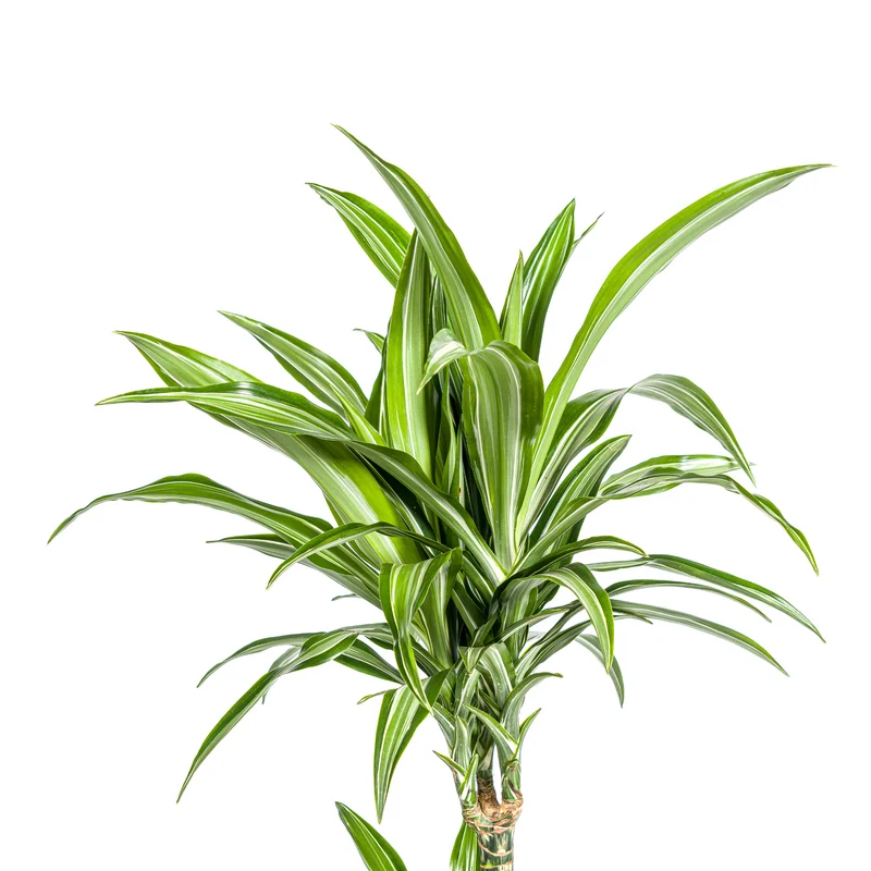 Weißgestreifter Drachenbaum mit Korb (Dracaena Deremensis White Stripe)