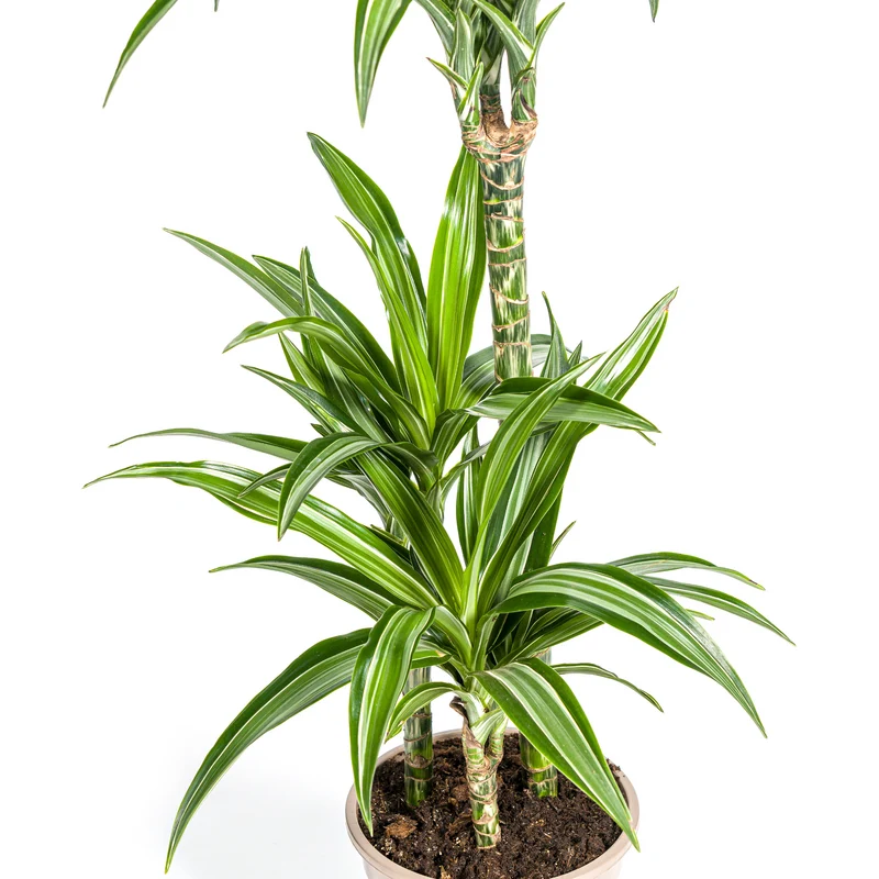 Weißgestreifter Drachenbaum mit Korb (Dracaena Deremensis White Stripe)