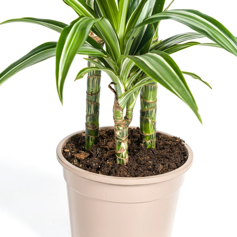 Weißgestreifter Drachenbaum mit Korb (Dracaena Deremensis White Stripe)