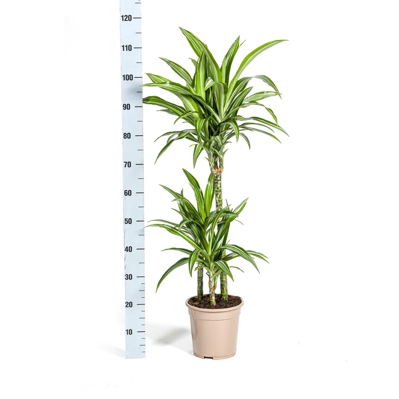 Weißgestreifter Drachenbaum mit Korb (Dracaena Deremensis White Stripe)
