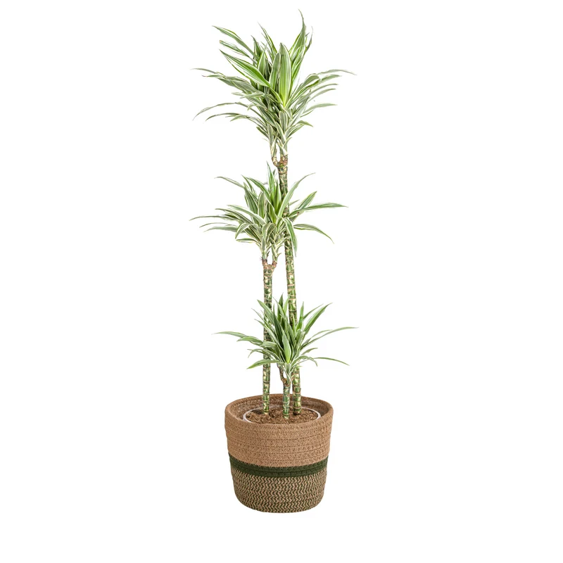 Weißgestreifter Drachenbaum mit Korb (Dracaena Deremensis White Stripe)
