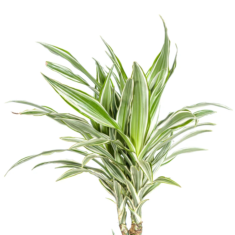 Weißgestreifter Drachenbaum mit Korb (Dracaena Deremensis White Stripe)