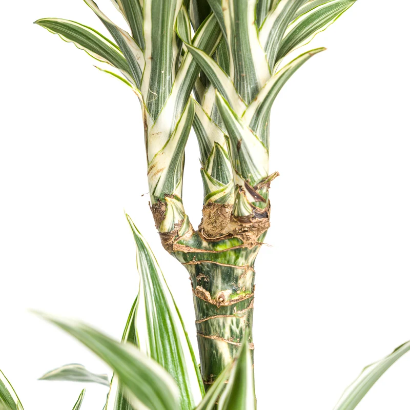 Weißgestreifter Drachenbaum mit Korb (Dracaena Deremensis White Stripe)