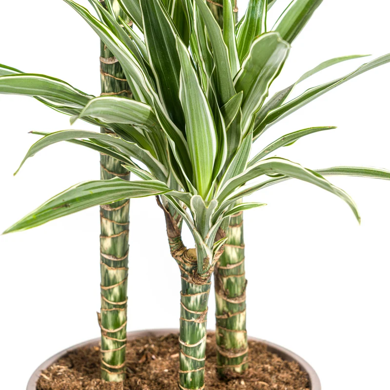 Weißgestreifter Drachenbaum mit Korb (Dracaena Deremensis White Stripe)