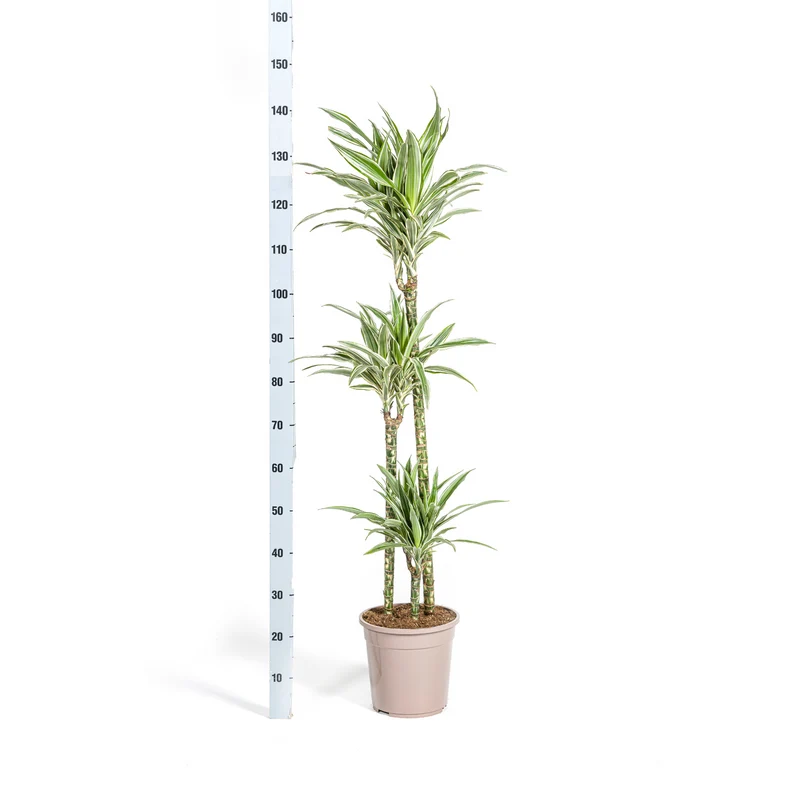 Weißgestreifter Drachenbaum mit Korb (Dracaena Deremensis White Stripe)