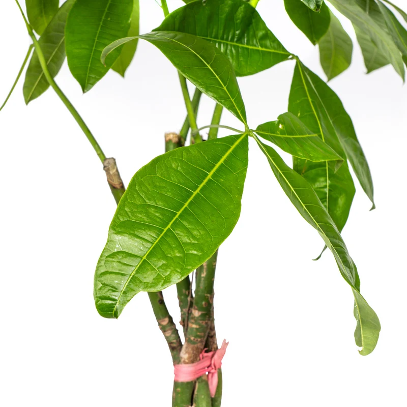 Pachira Aquatica mit Korb Ø24cm - ↕120 - 140cm