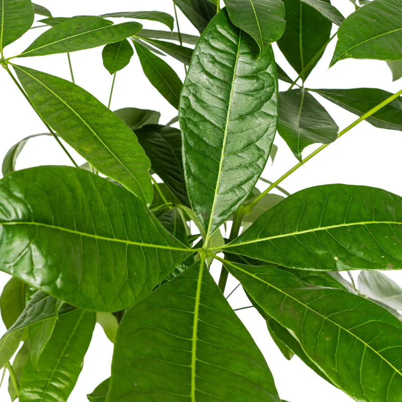 Pachira Aquatica mit Korb Ø24cm - ↕120 - 140cm