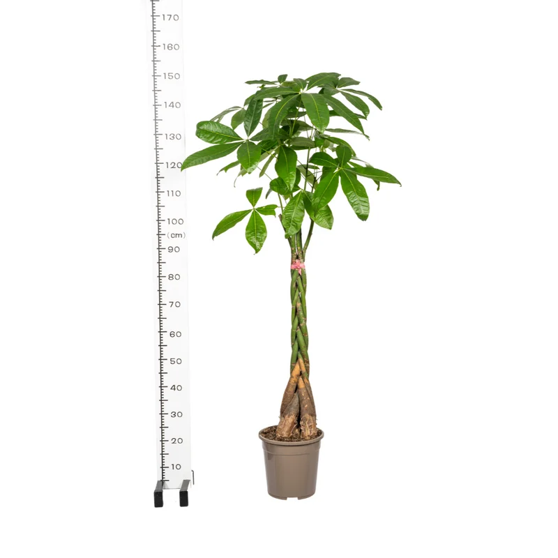 Pachira Aquatica mit Korb Ø24cm - ↕120 - 140cm