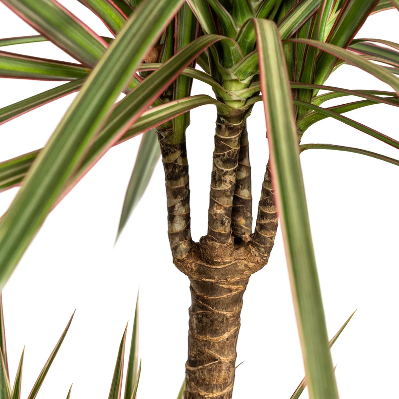 Zweifarbiger Drachenbaum mit Korb (Dracaena Marginata Bicolor) Ø21cm - ↕110 - 130cm