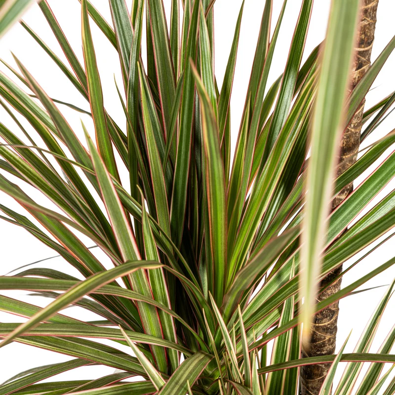 Zweifarbiger Drachenbaum mit Korb (Dracaena Marginata Bicolor) Ø21cm - ↕110 - 130cm