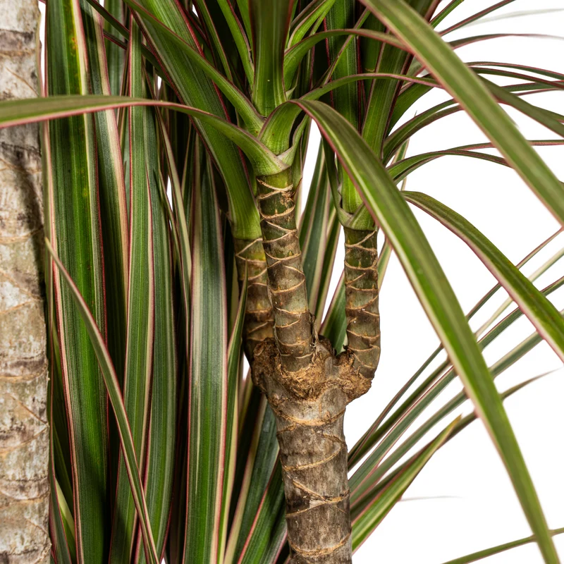 Zweifarbiger Drachenbaum mit Korb (Dracaena Marginata Bicolor) Ø21cm - ↕110 - 130cm