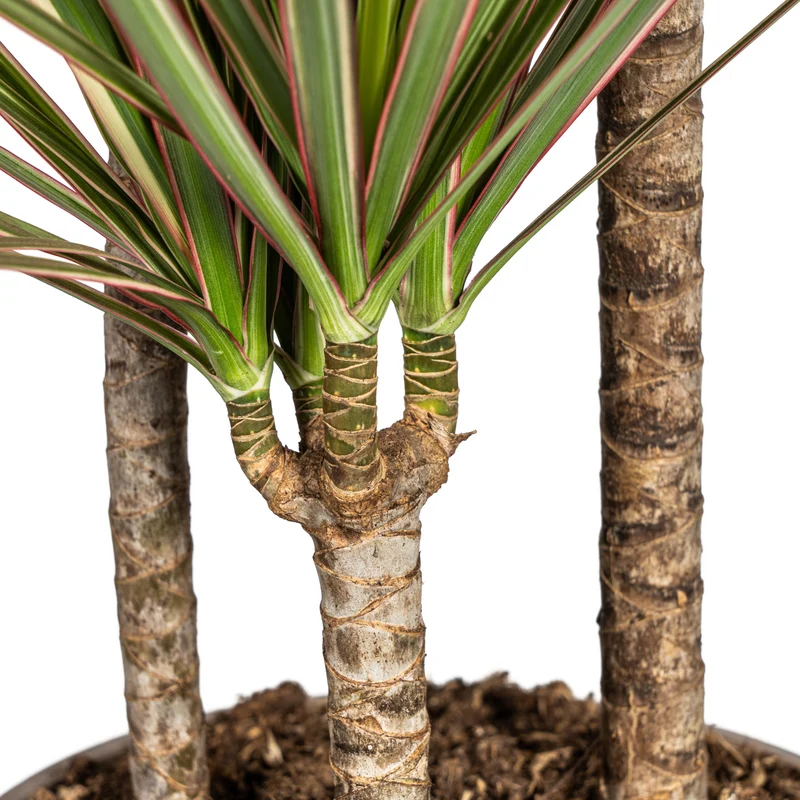 Zweifarbiger Drachenbaum mit Korb (Dracaena Marginata Bicolor) Ø21cm - ↕110 - 130cm
