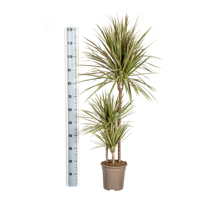 Zweifarbiger Drachenbaum mit Korb (Dracaena Marginata Bicolor) Ø21cm - ↕110 - 130cm