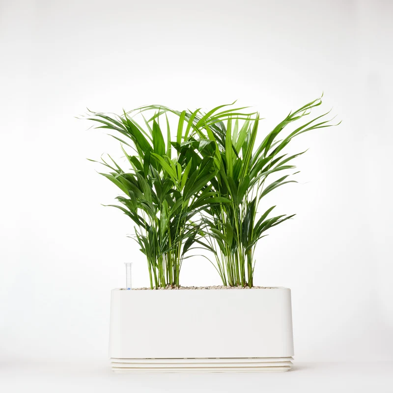 AIRY System L Goldfruchtpalme