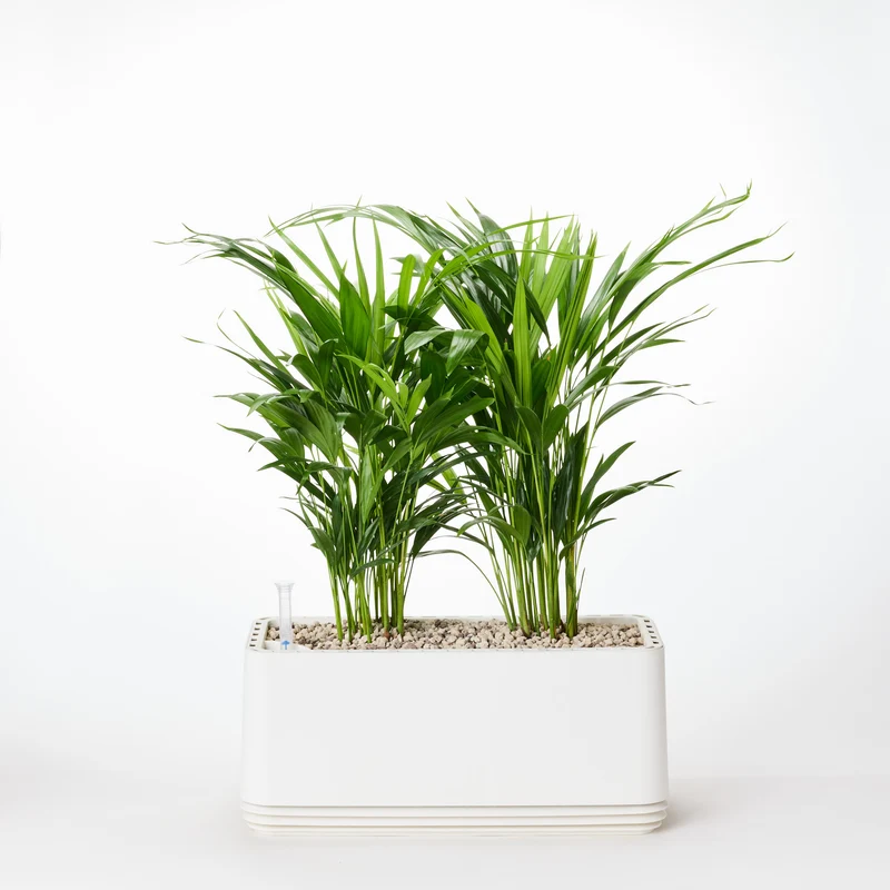 AIRY System L Goldfruchtpalme