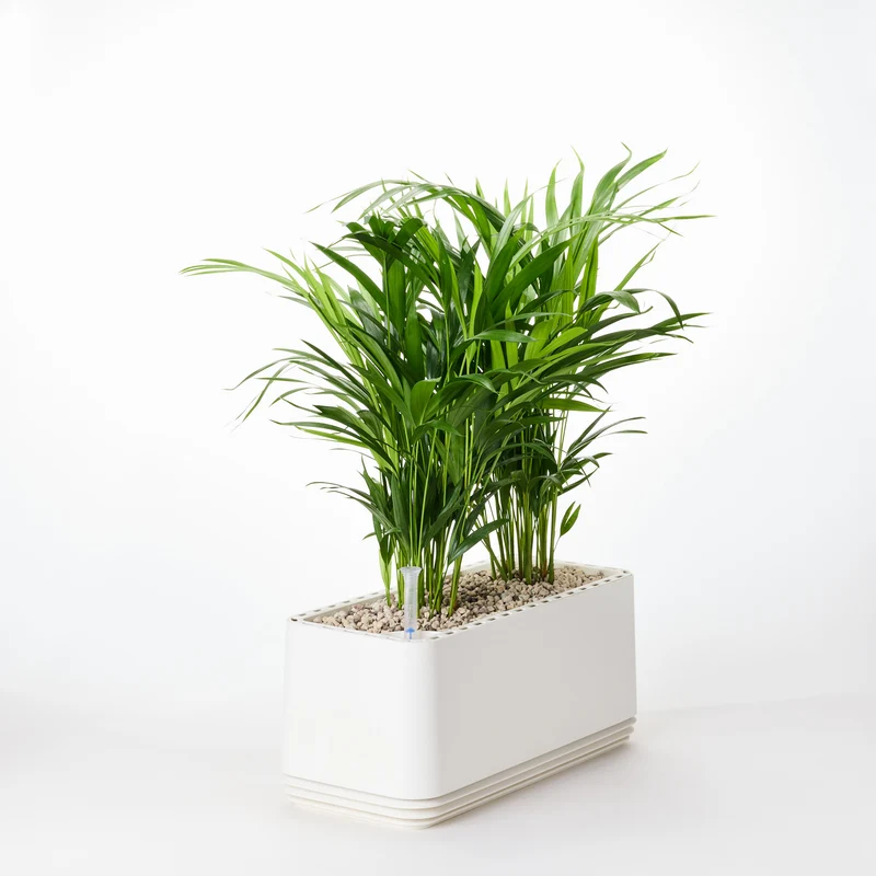 AIRY System L Goldfruchtpalme