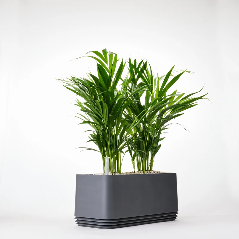 AIRY System L Goldfruchtpalme