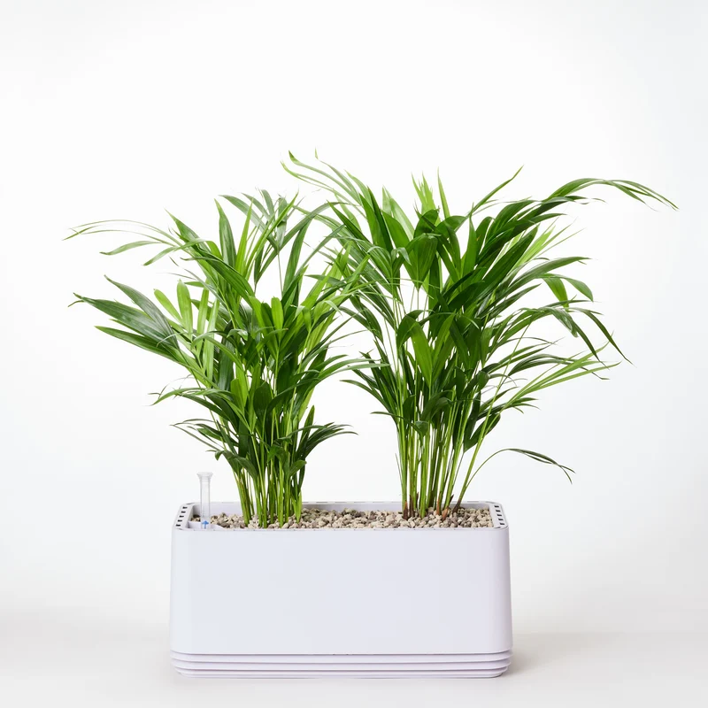 AIRY System L Goldfruchtpalme