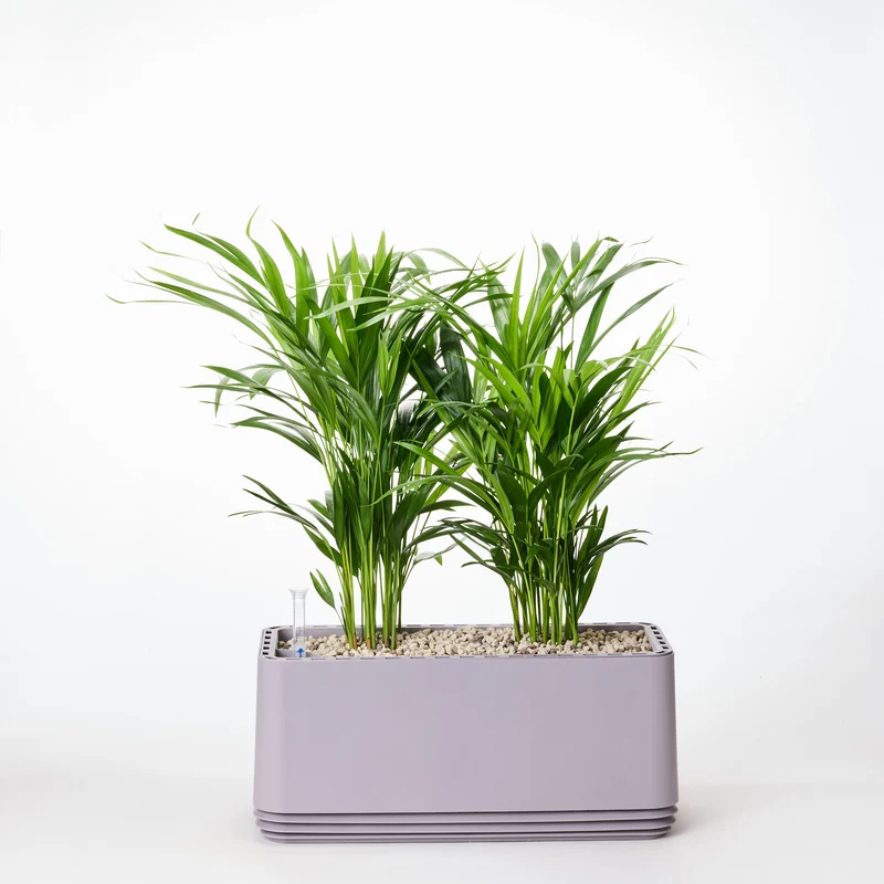 AIRY System L Goldfruchtpalme